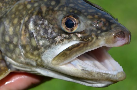 lake-trout-fish-head-close.jpg